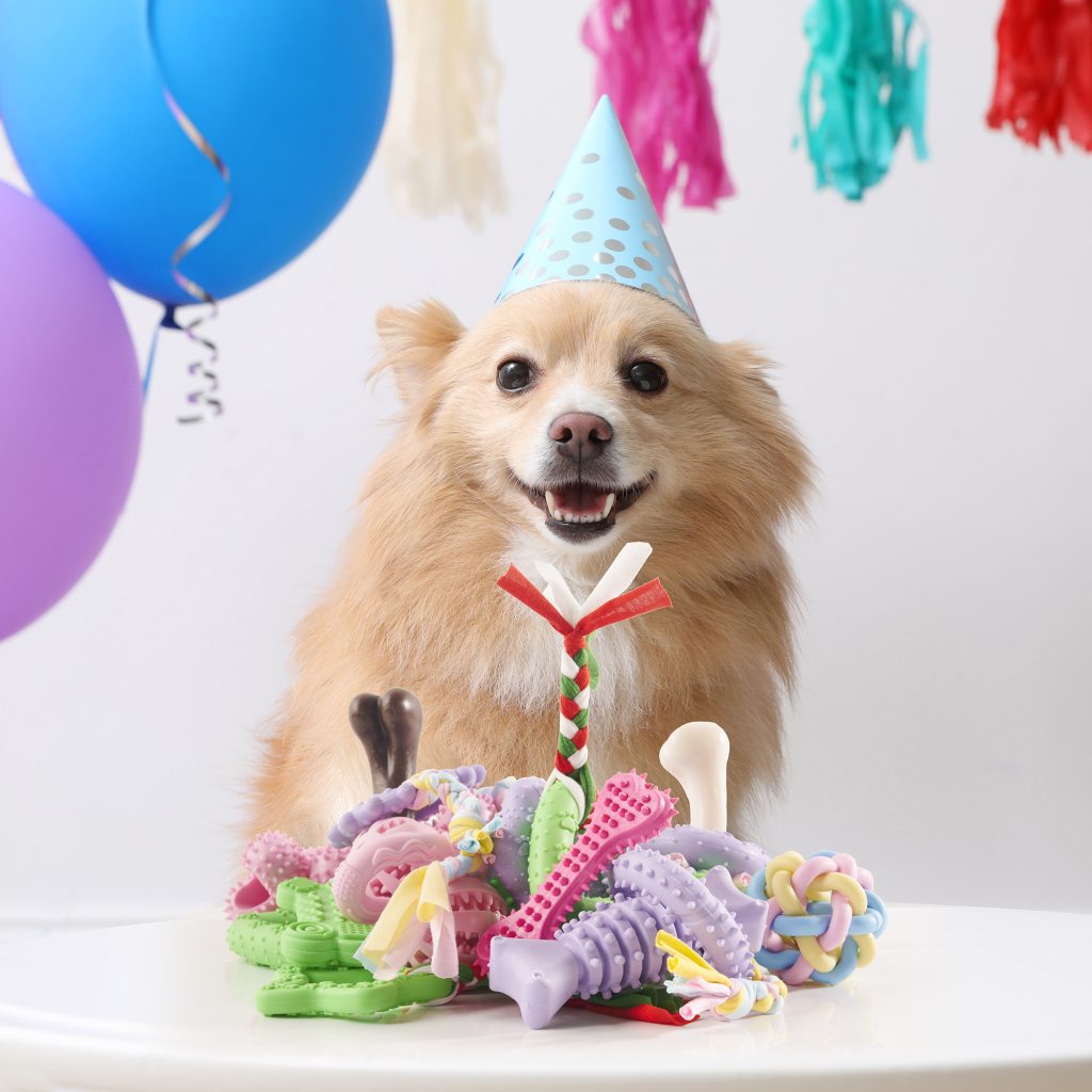 Pet Toy Photography Tutorial